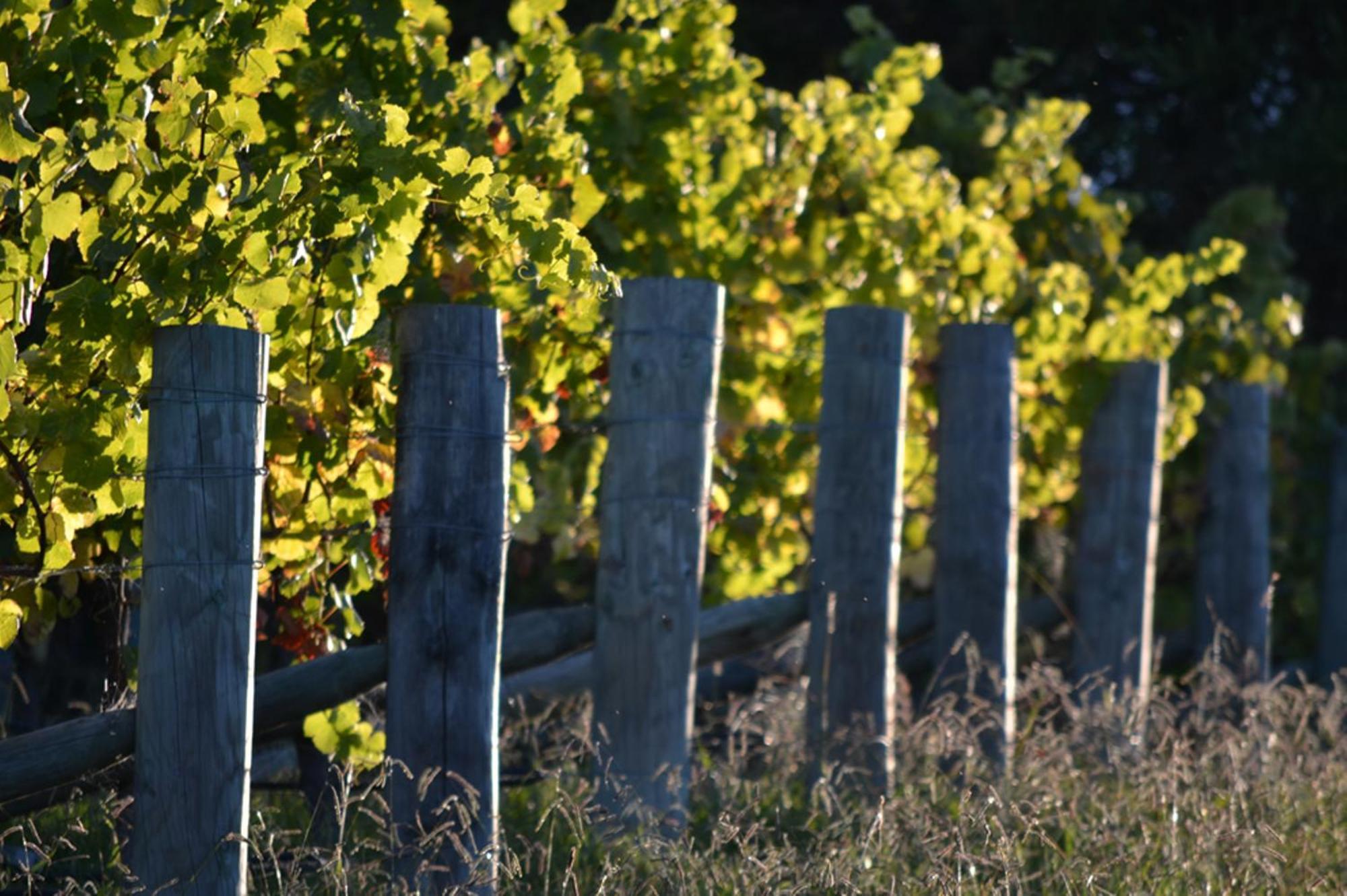 Pine Hill Lodge In Vineyard Mapua Exterior photo